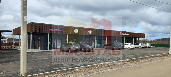 Узигонты